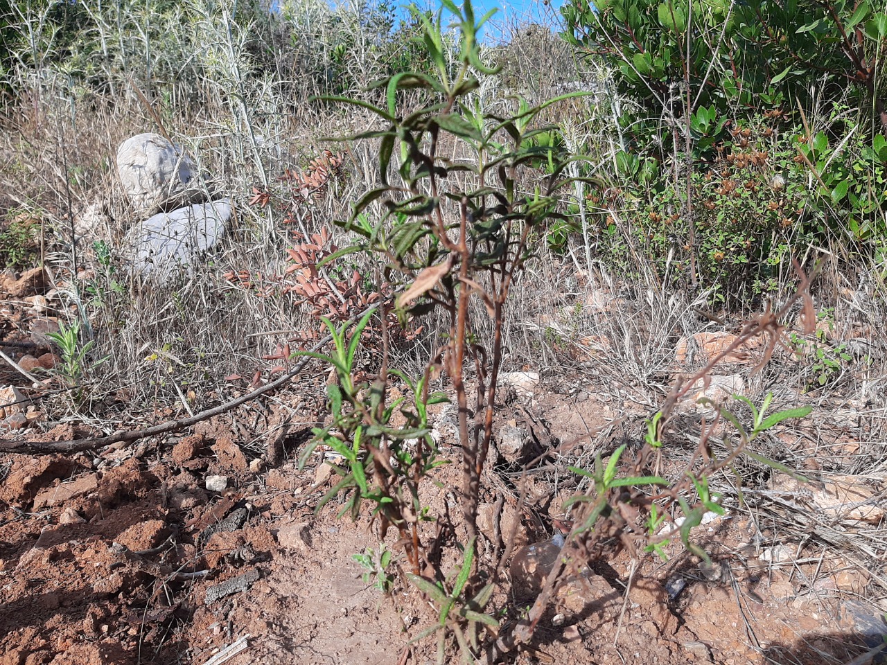 Cistus florentinus