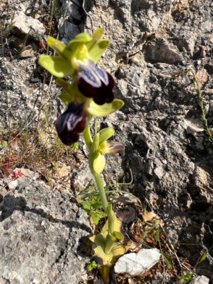 Ophrys fusca