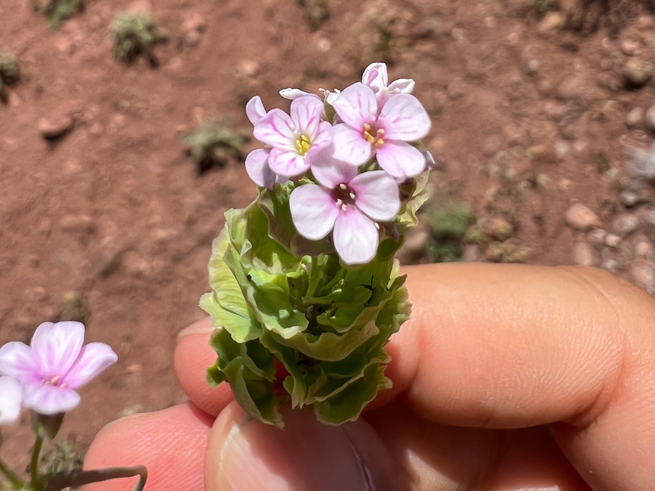 Aethionema spicatum