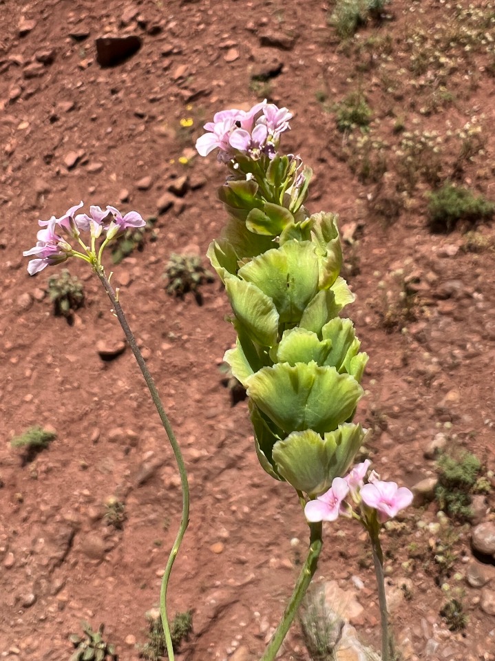 Aethionema spicatum