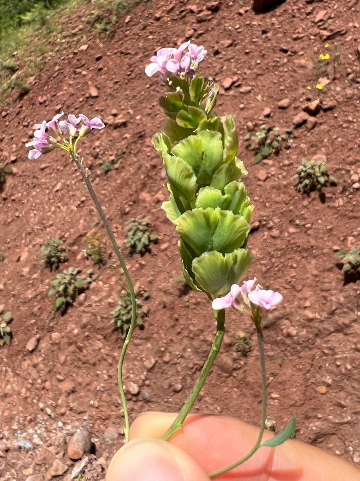 Aethionema spicatum