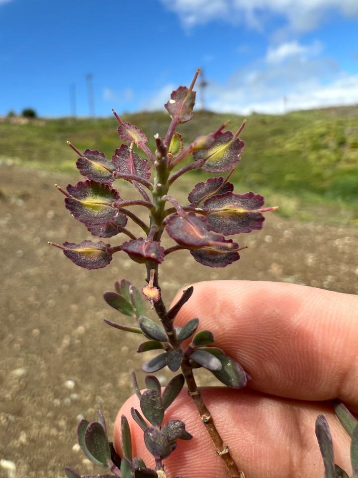 Aethionema speciosum subsp. compactum