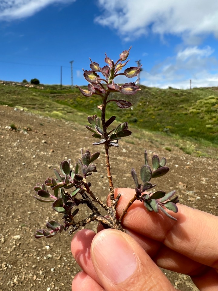 Aethionema speciosum subsp. compactum