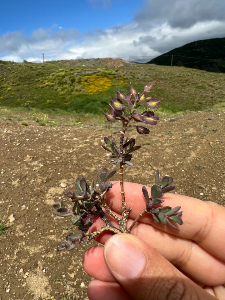 Aethionema speciosum subsp. compactum