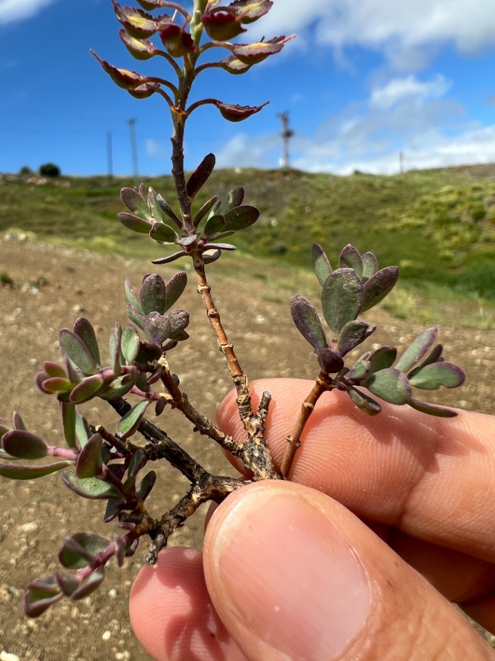 Aethionema speciosum subsp. compactum