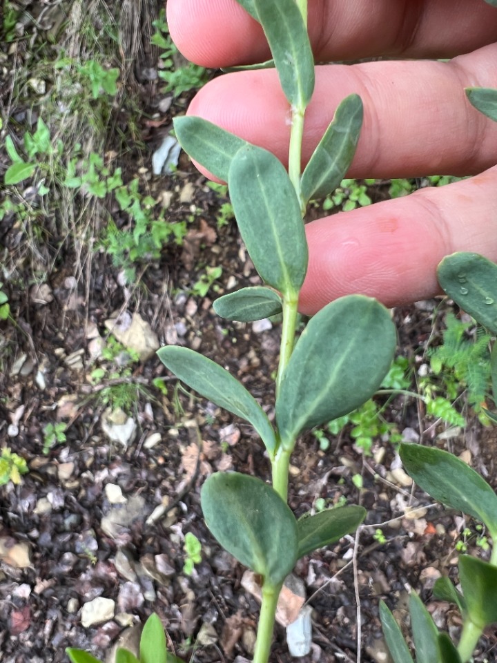 Aethionema speciosum subsp. speciosum