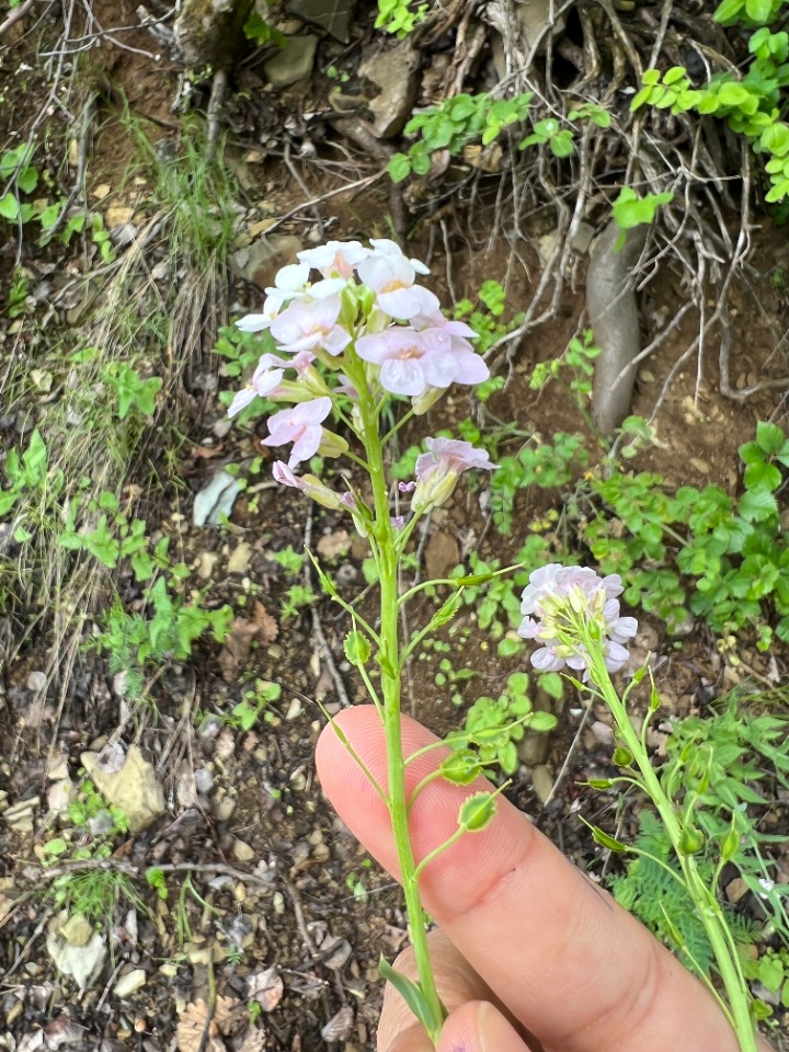 Aethionema speciosum subsp. speciosum