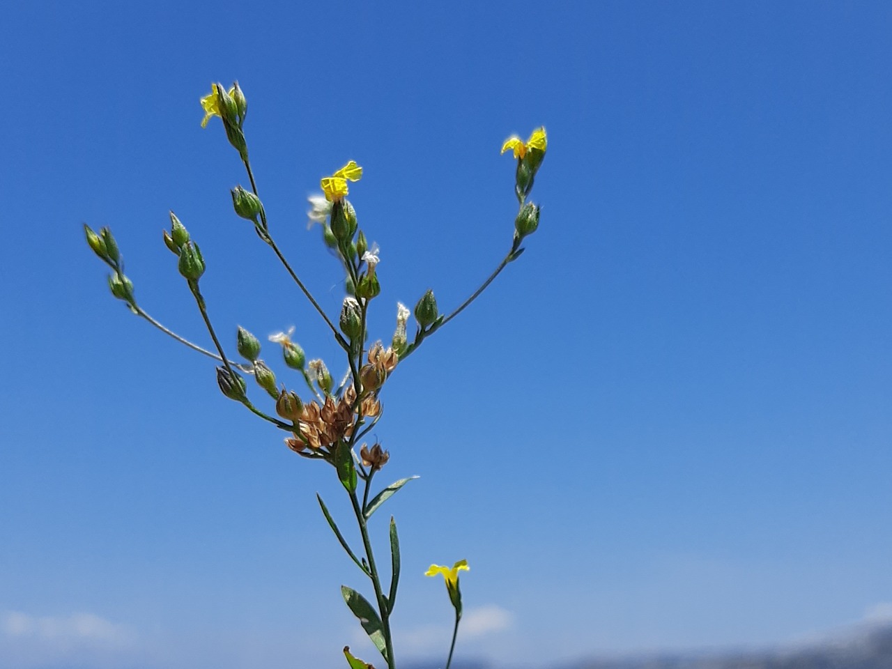 Linum corymbulosum