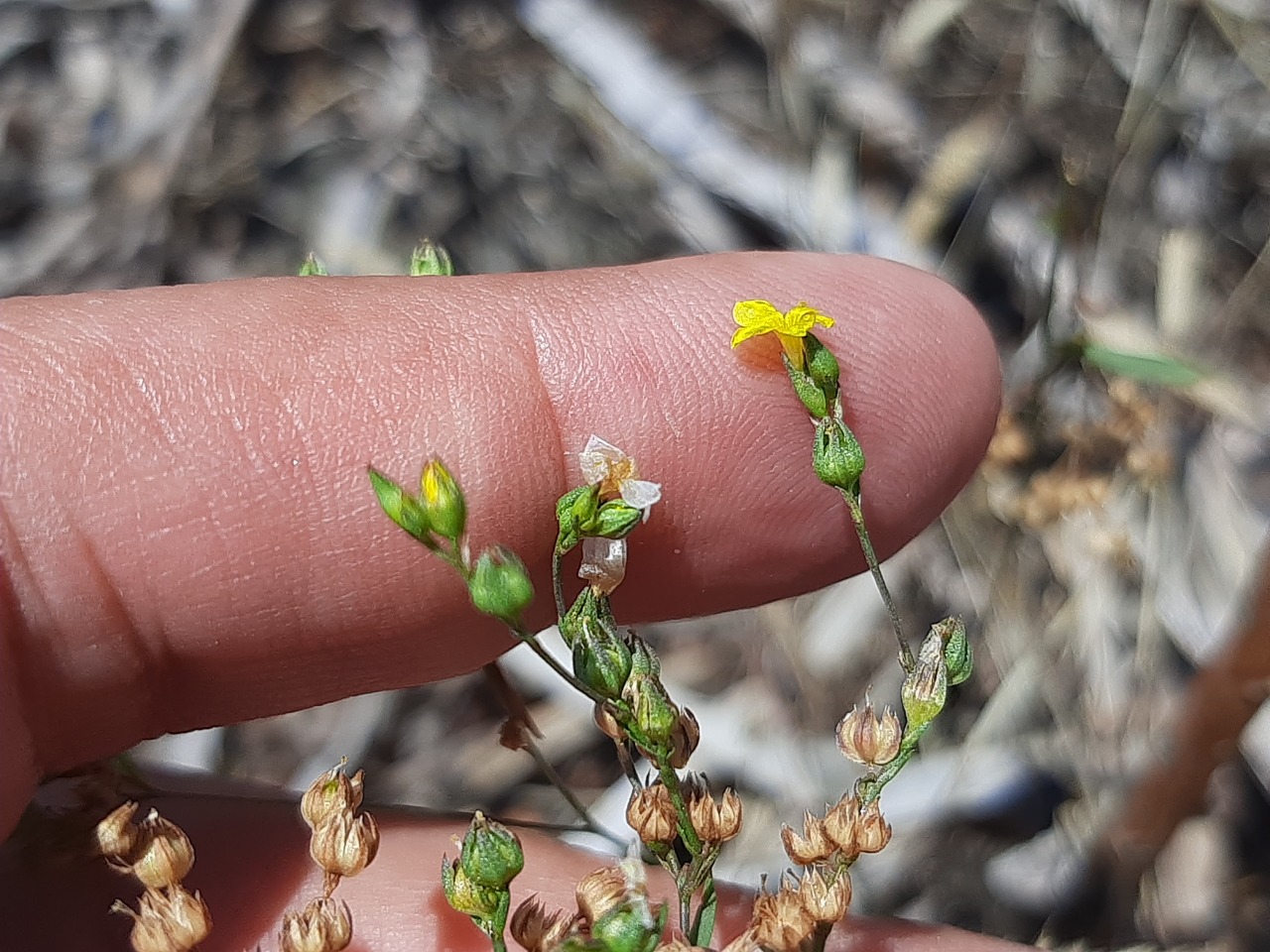 Linum corymbulosum