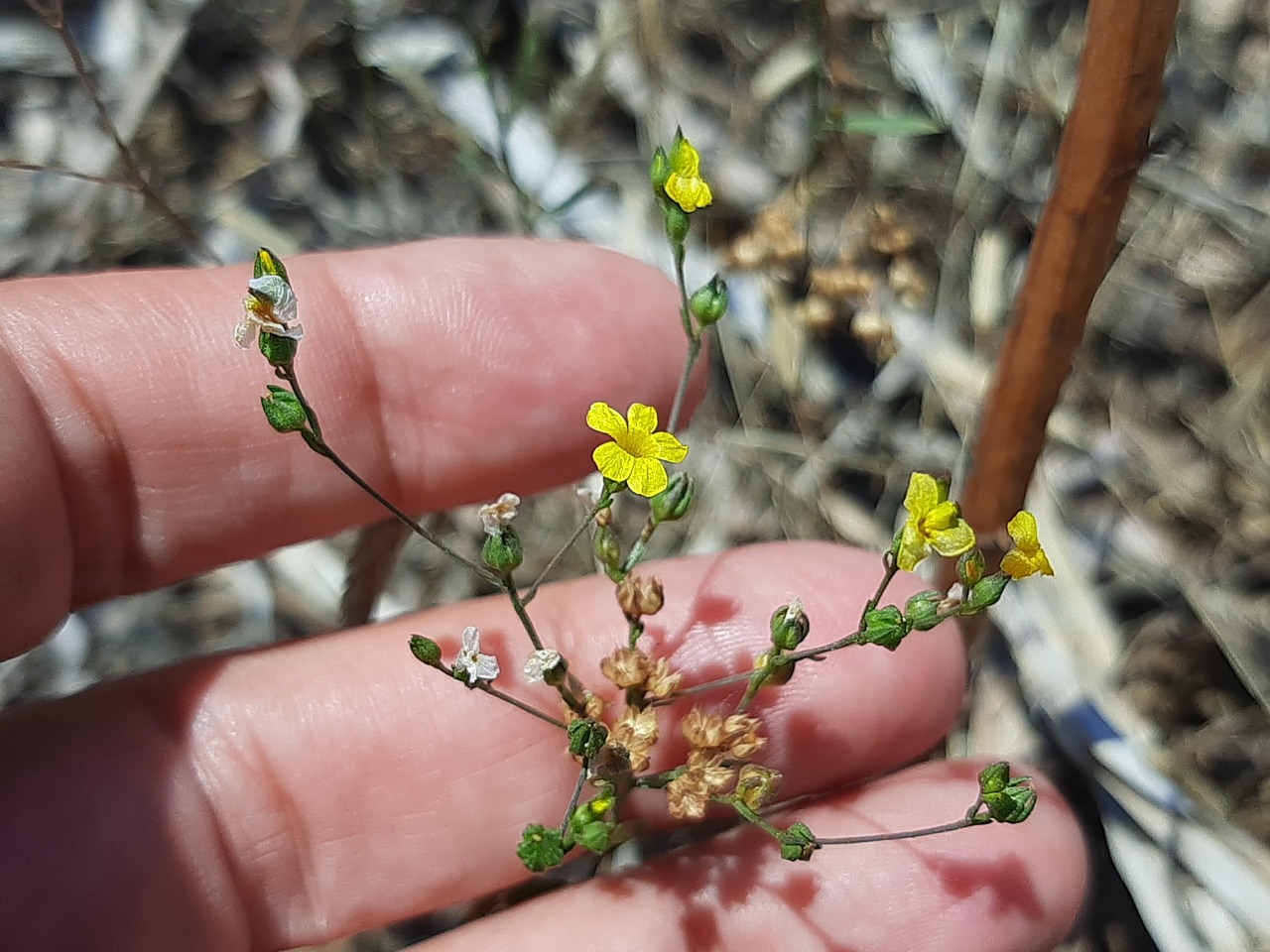 Linum corymbulosum