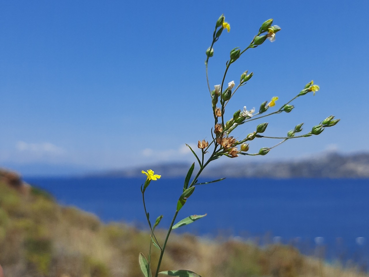 Linum corymbulosum