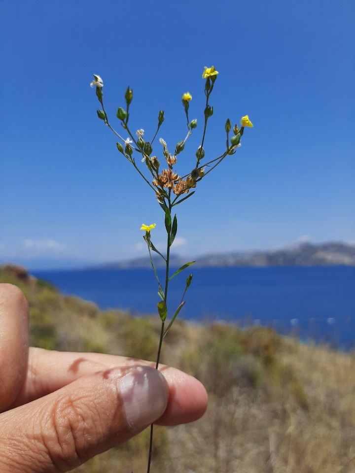 Linum corymbulosum