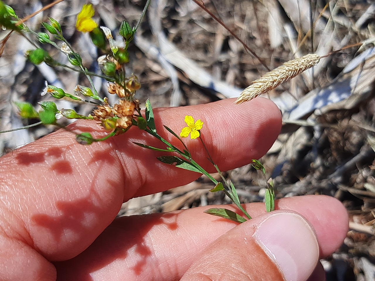 Linum corymbulosum