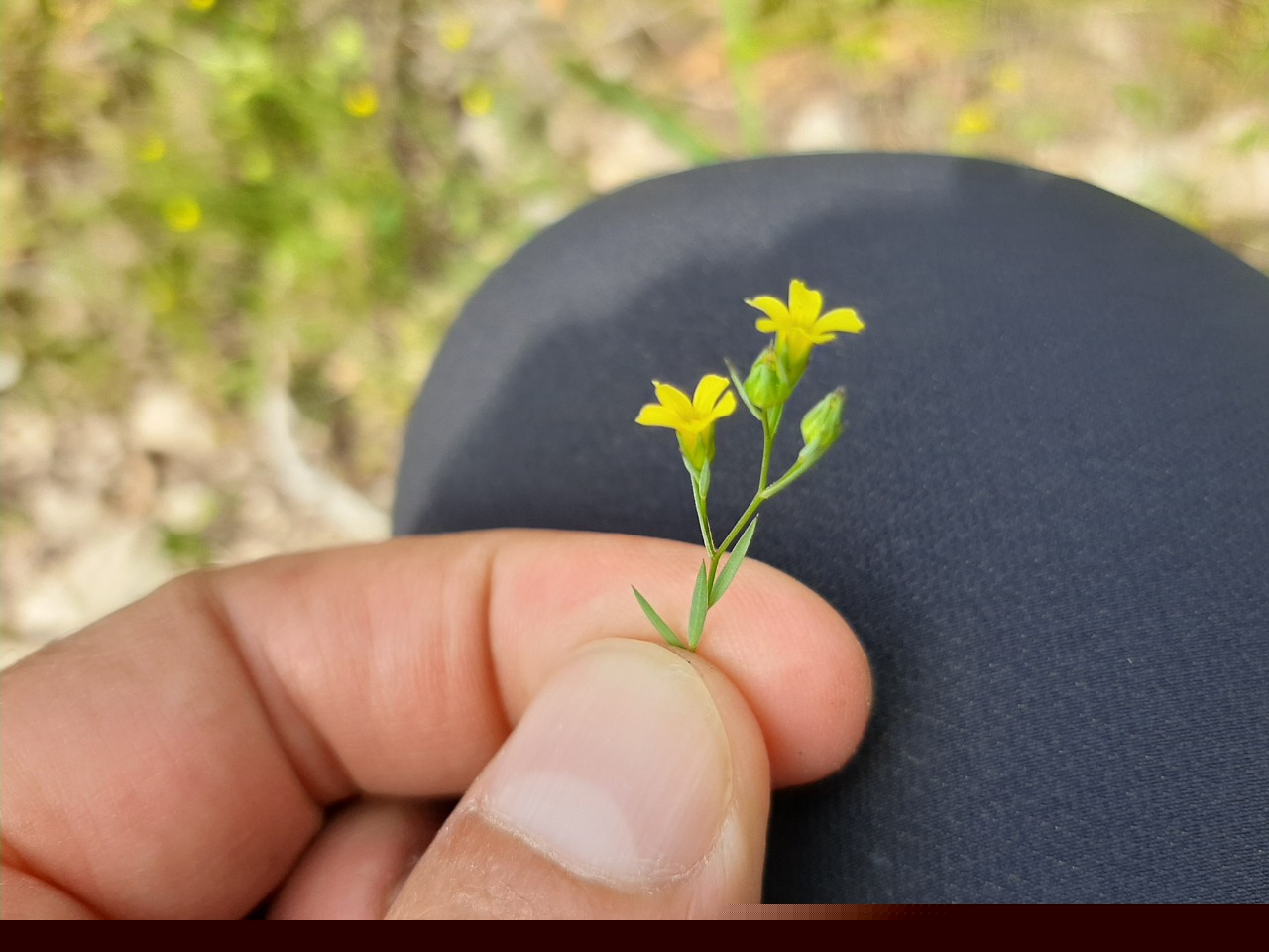 Linum corymbulosum