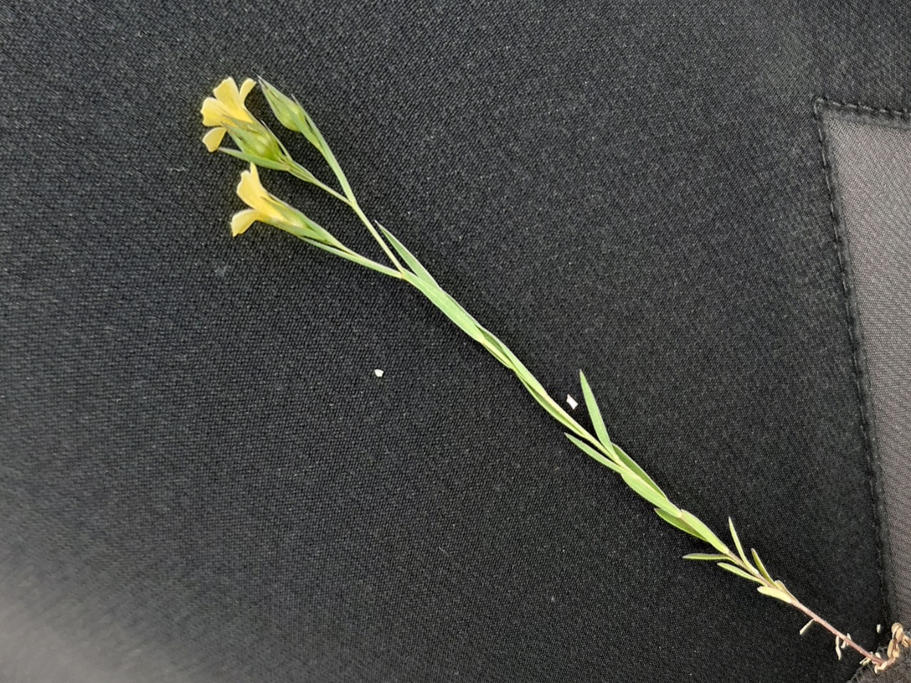 Linum corymbulosum
