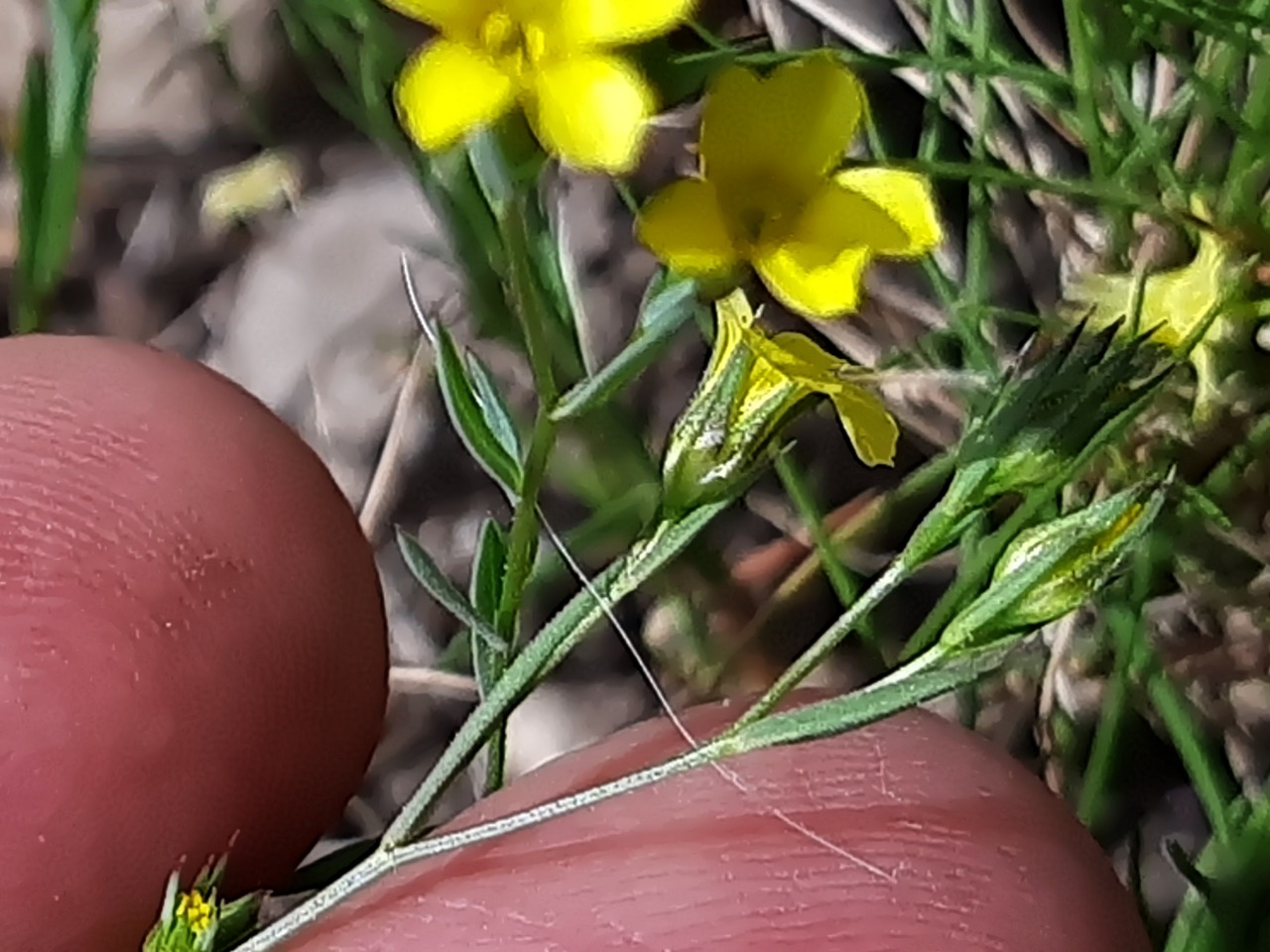 Linum corymbulosum