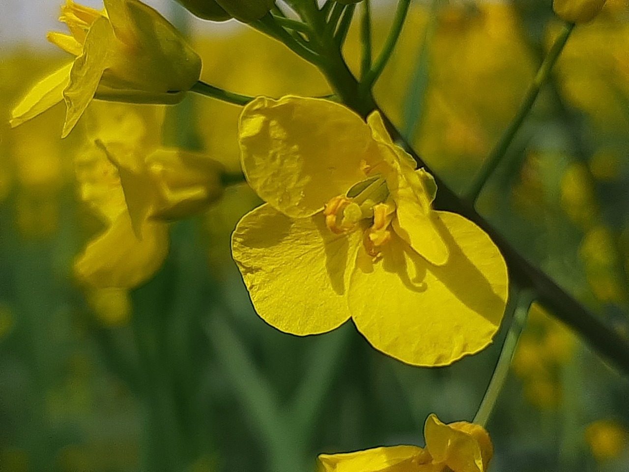 Brassica napus var. napus