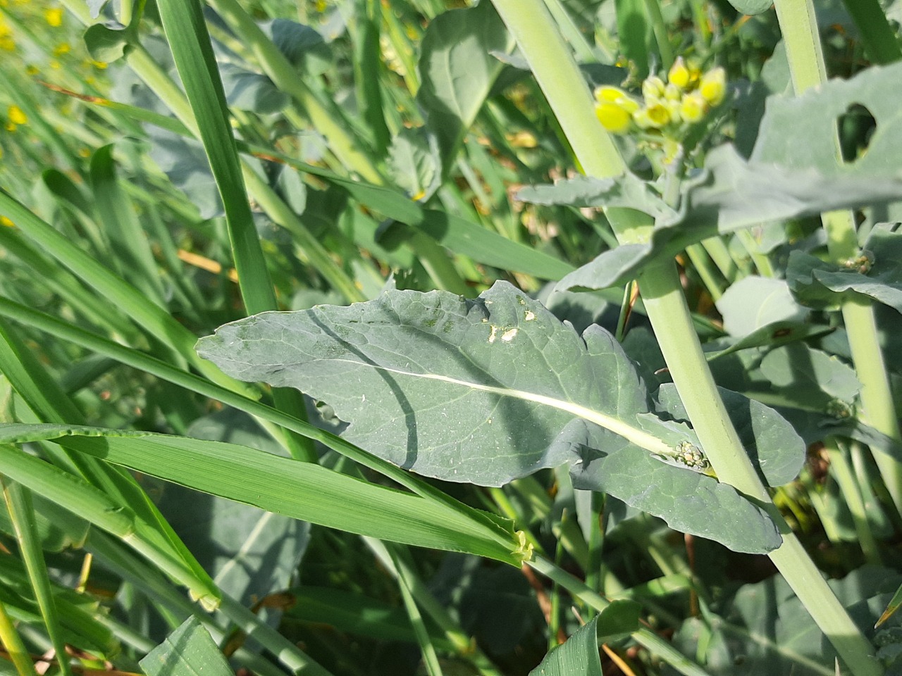 Brassica napus var. napus