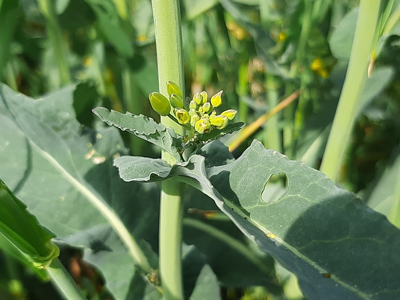 Brassica napus var. napus