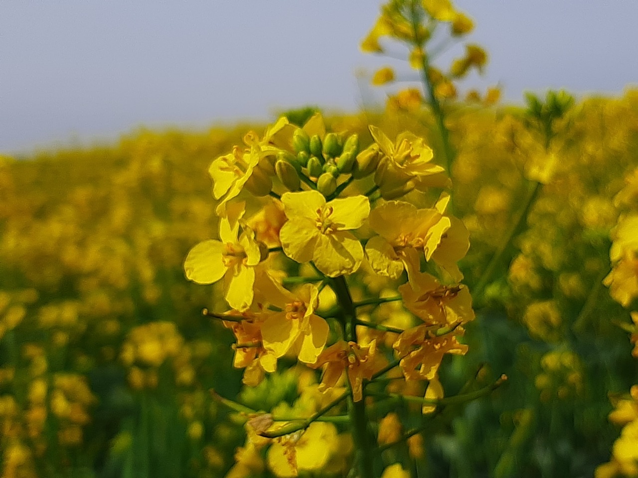 Brassica napus var. napus