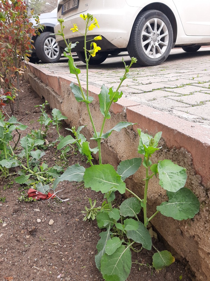 Brassica napus var. napus