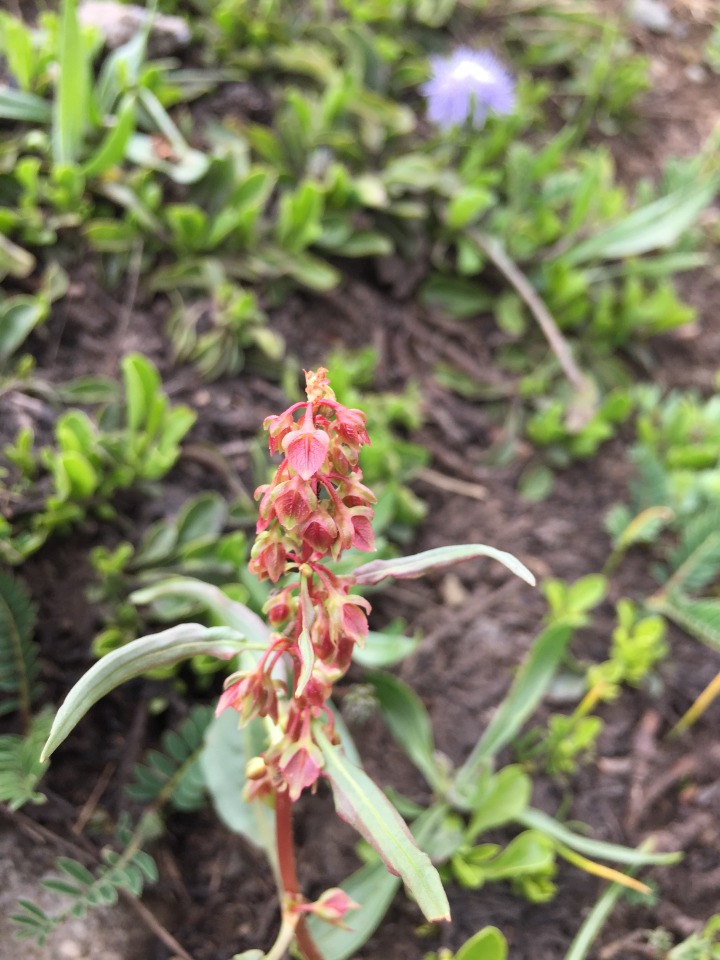 Rumex angustifolius