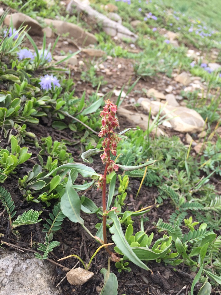 Rumex angustifolius