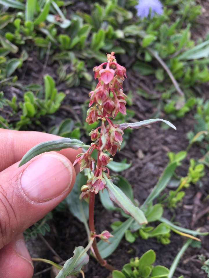 Rumex angustifolius