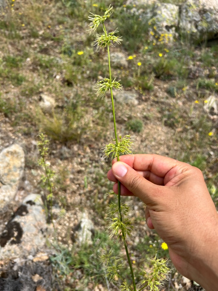 Silene otites