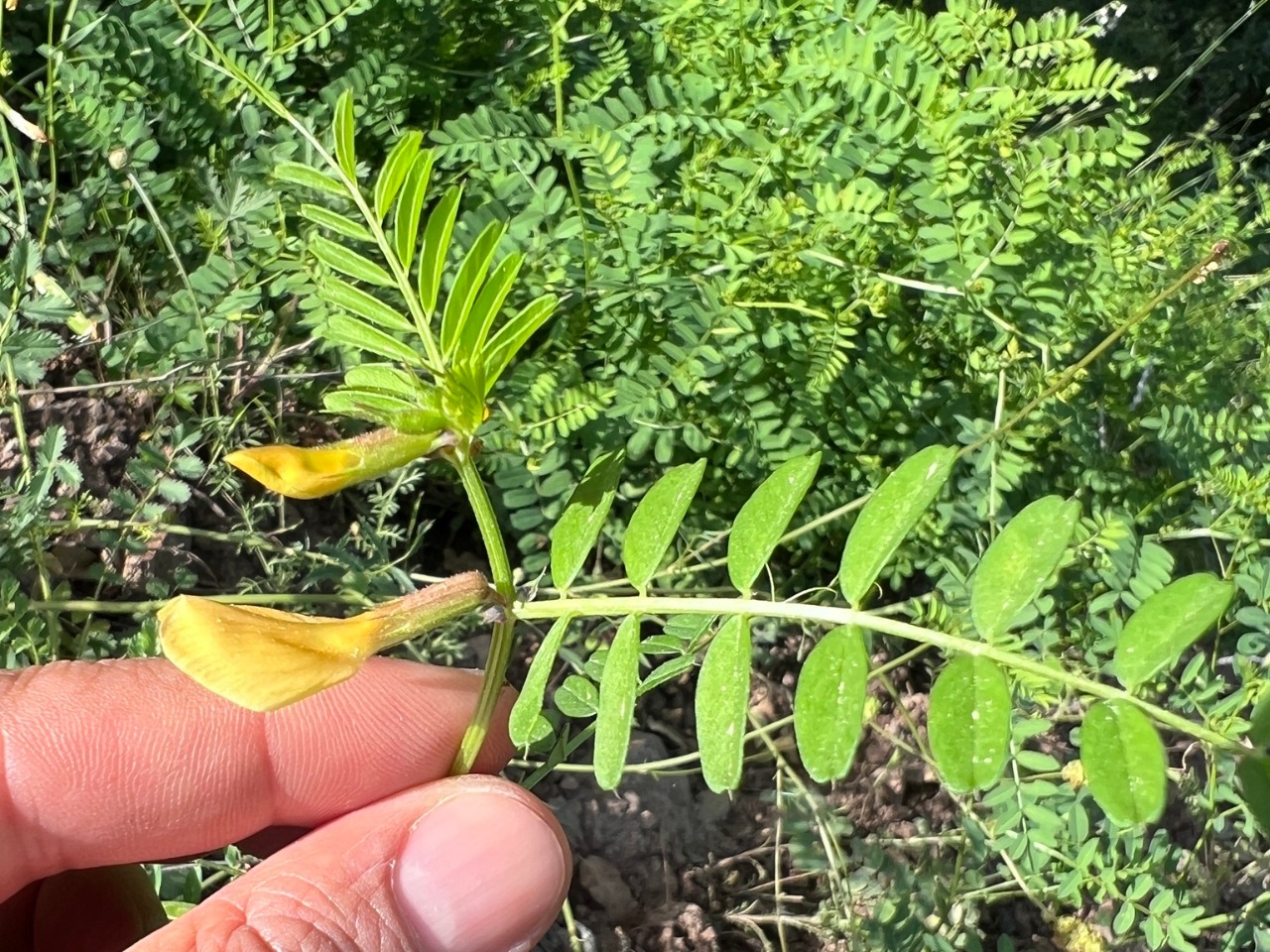 Vicia grandiflora