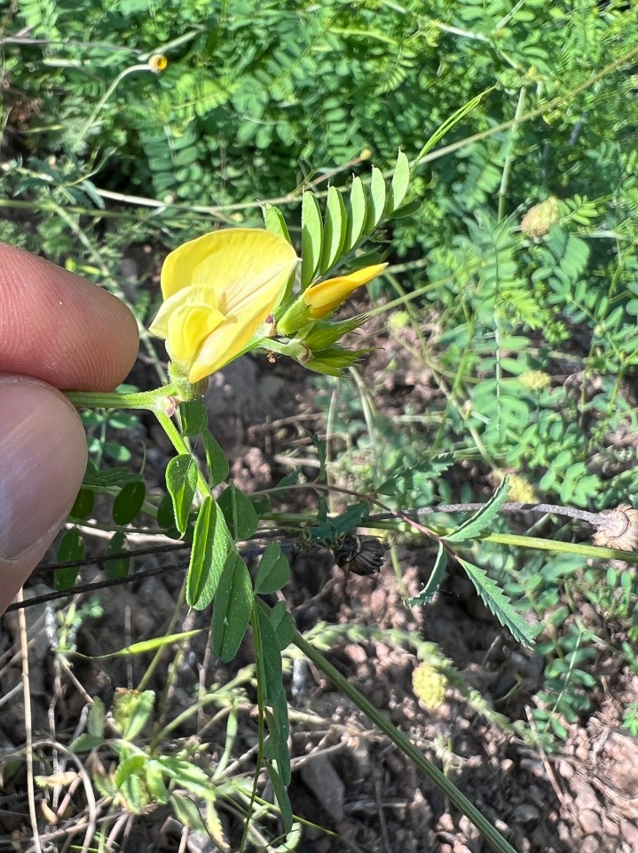 Vicia grandiflora