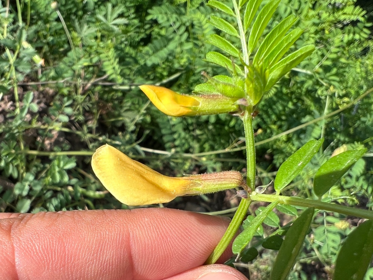 Vicia grandiflora