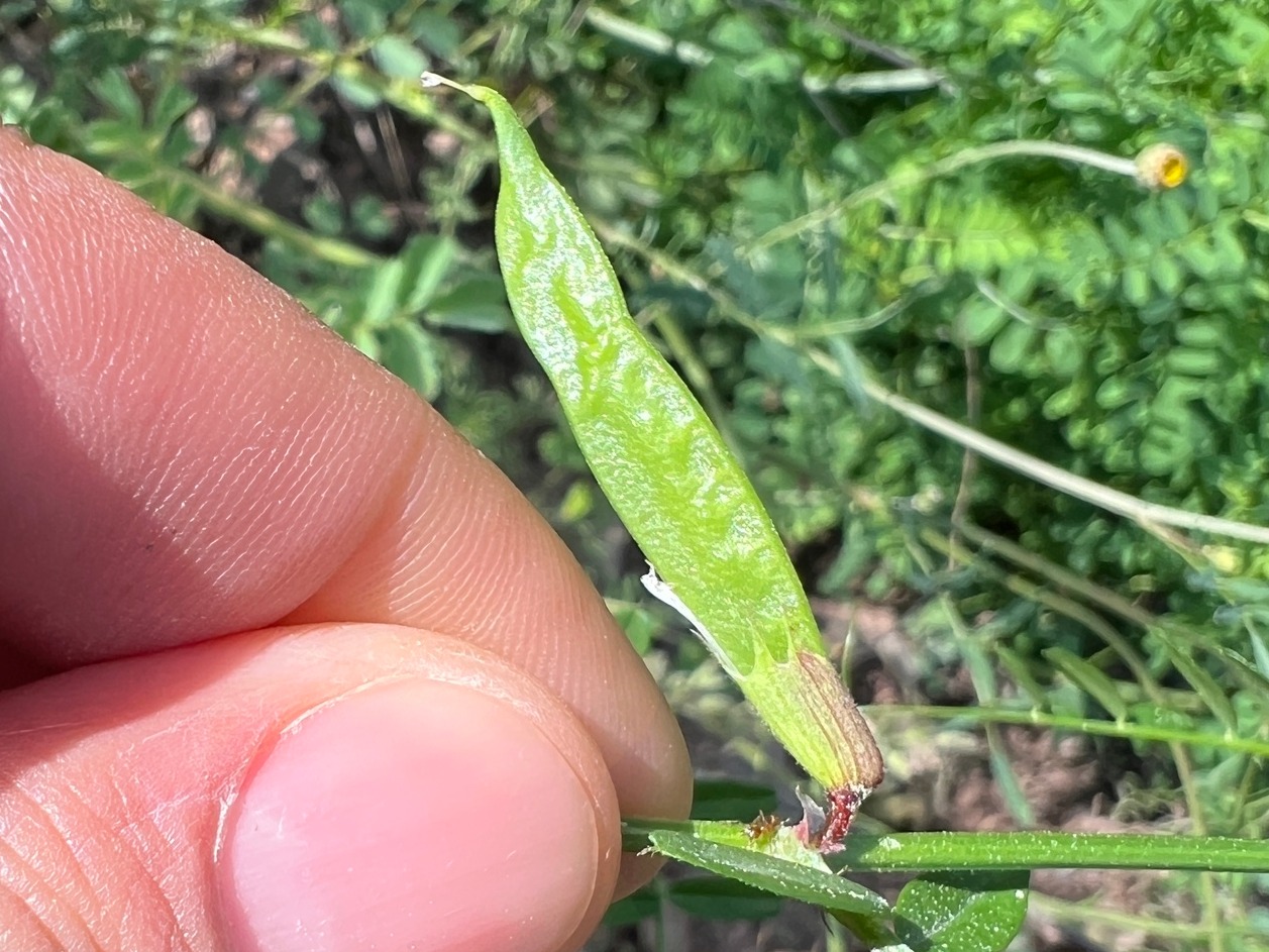 Vicia grandiflora