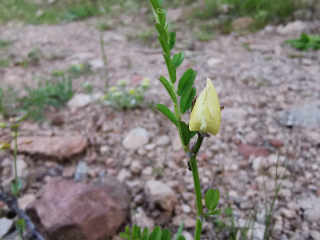 Vicia grandiflora