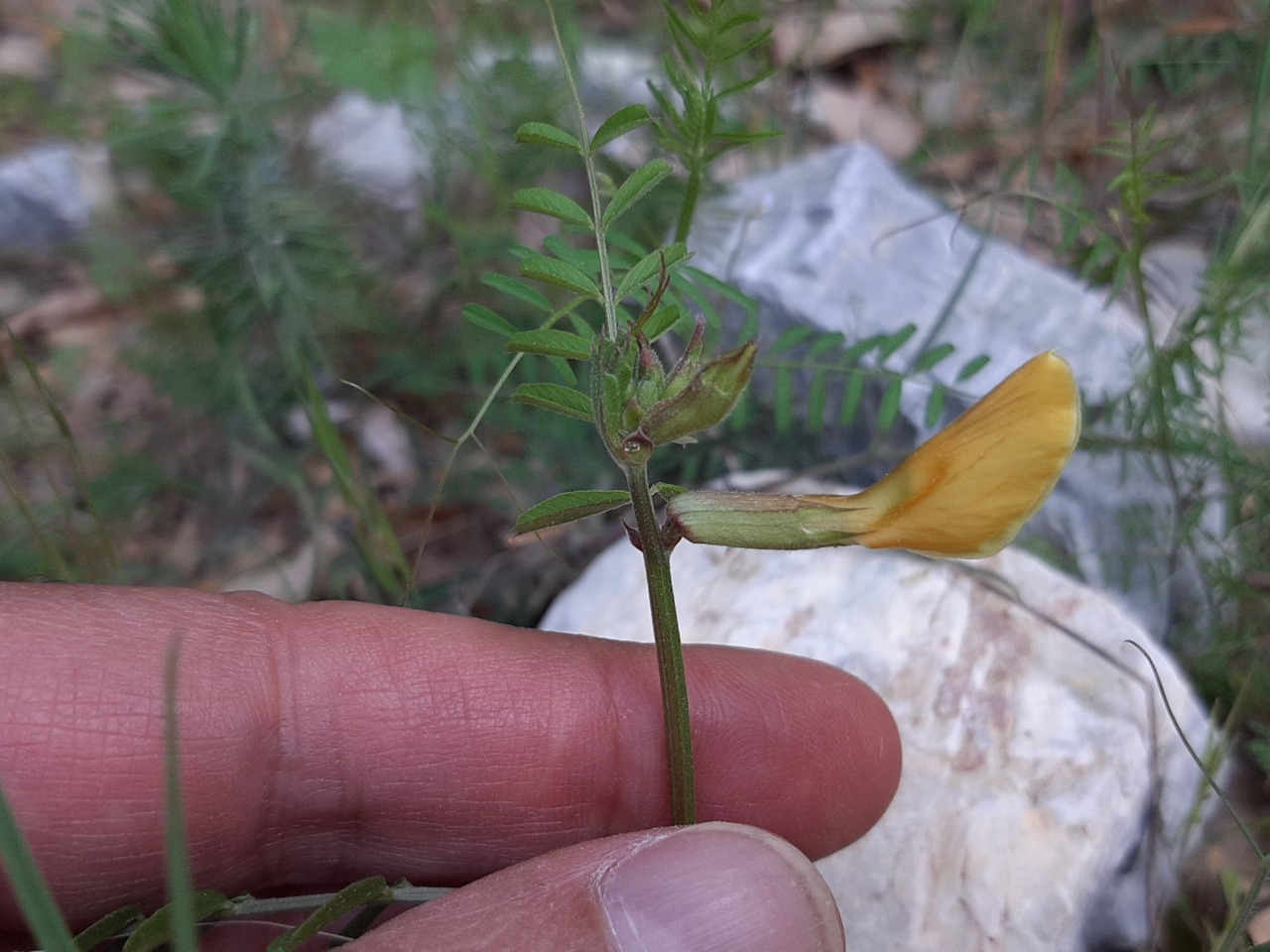 Vicia grandiflora
