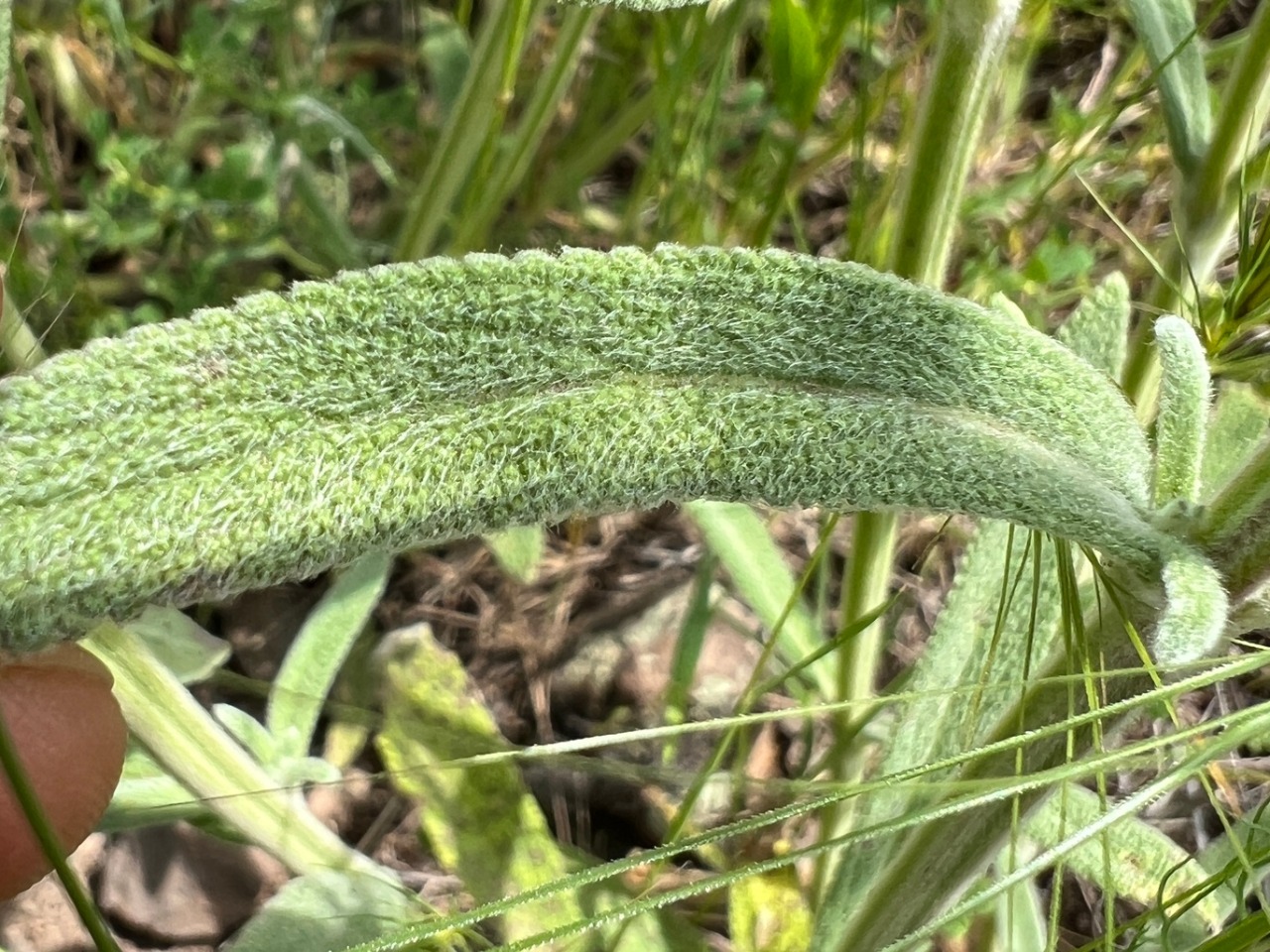 Stachys byzantina