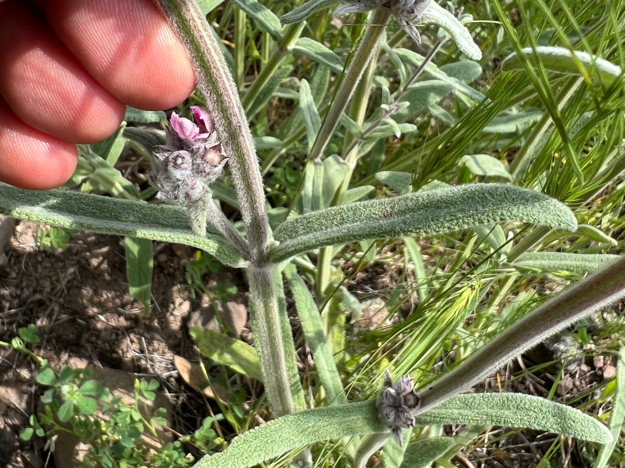 Stachys byzantina