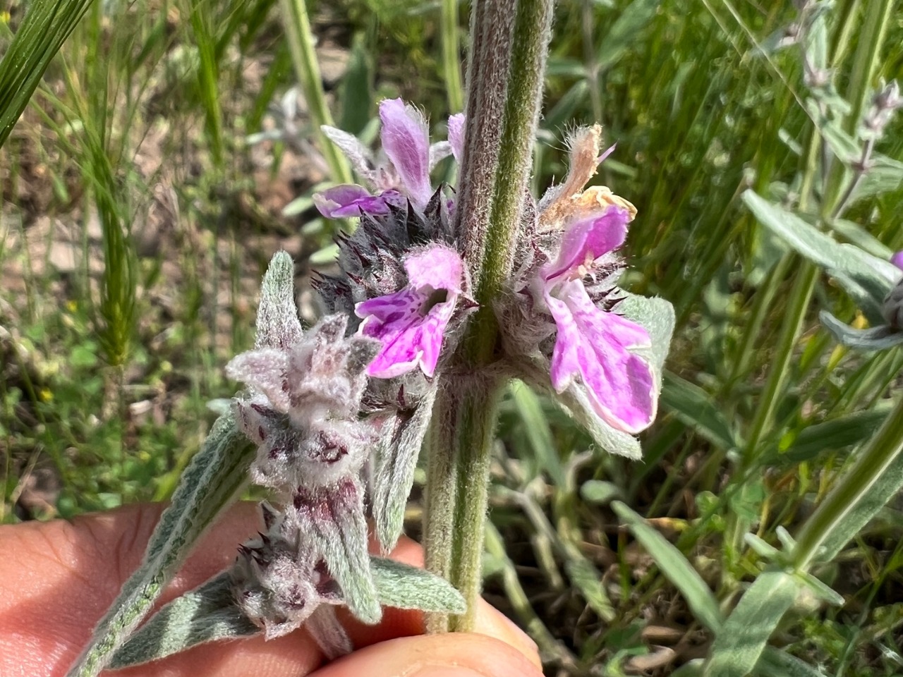 Stachys byzantina