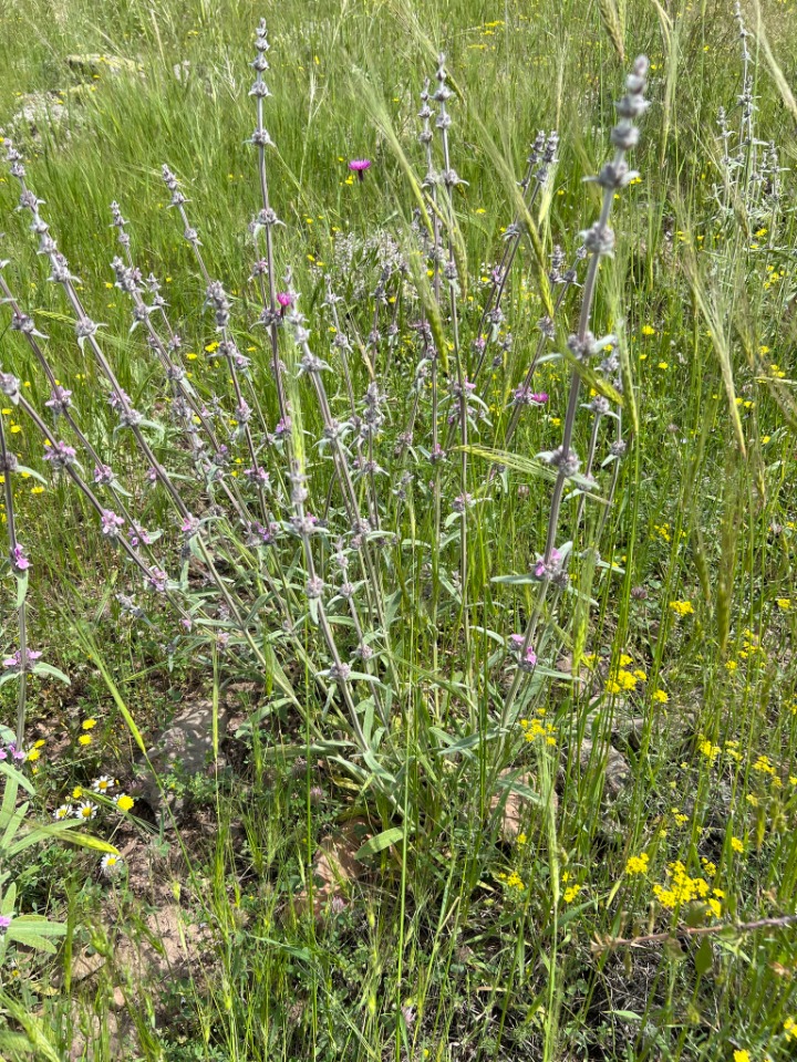 Stachys byzantina