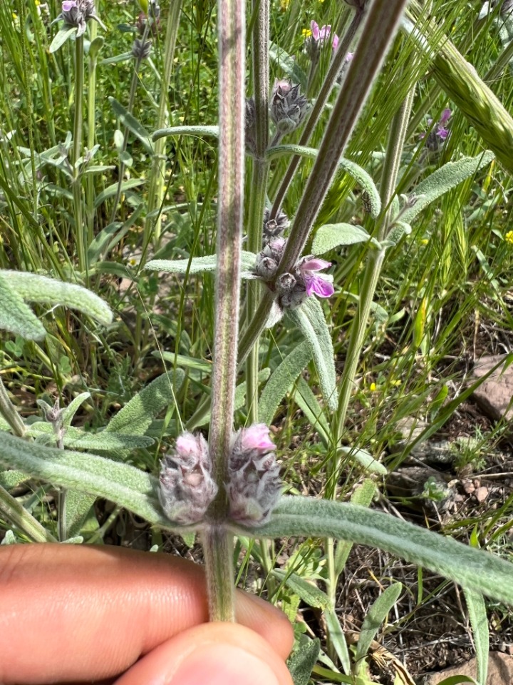 Stachys byzantina