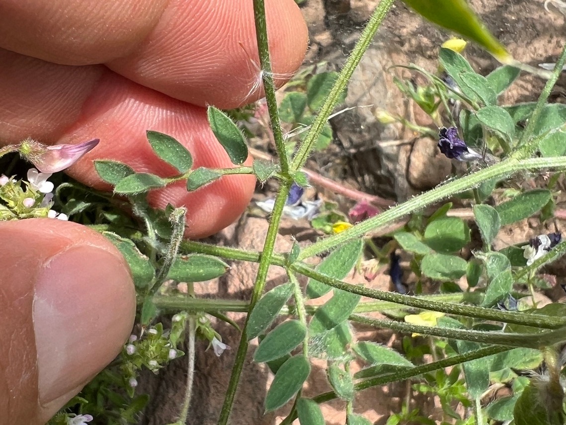 Vicia caesarea