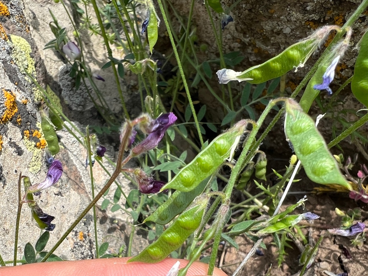 Vicia caesarea