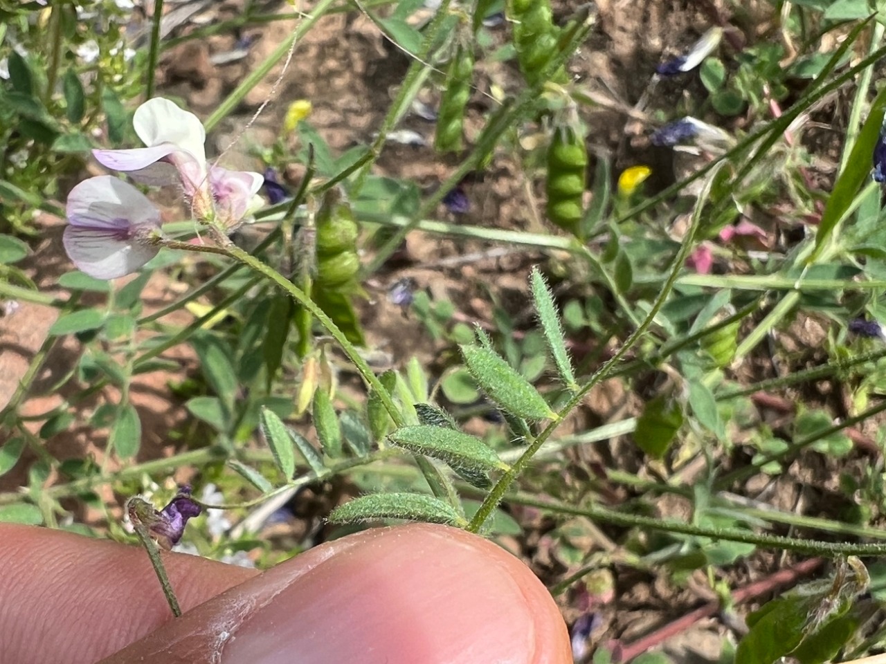 Vicia caesarea