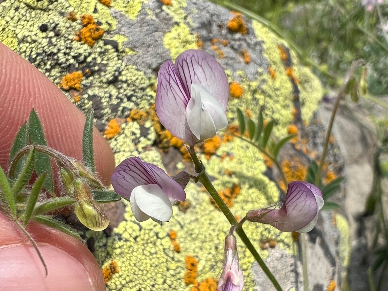 Vicia caesarea