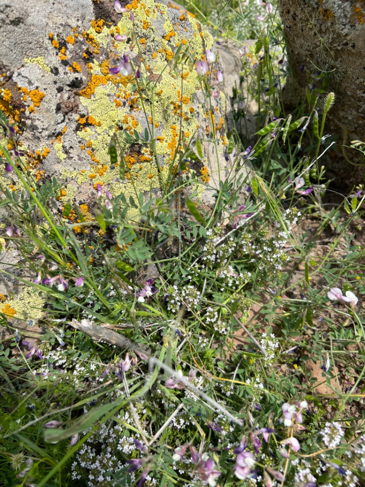 Vicia caesarea