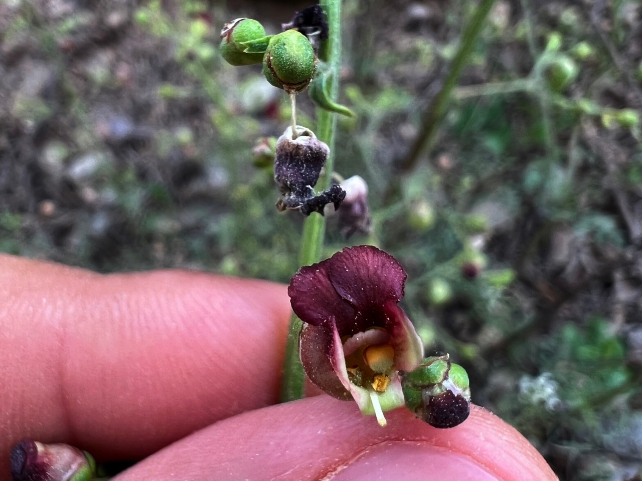 Scrophularia xanthoglossa