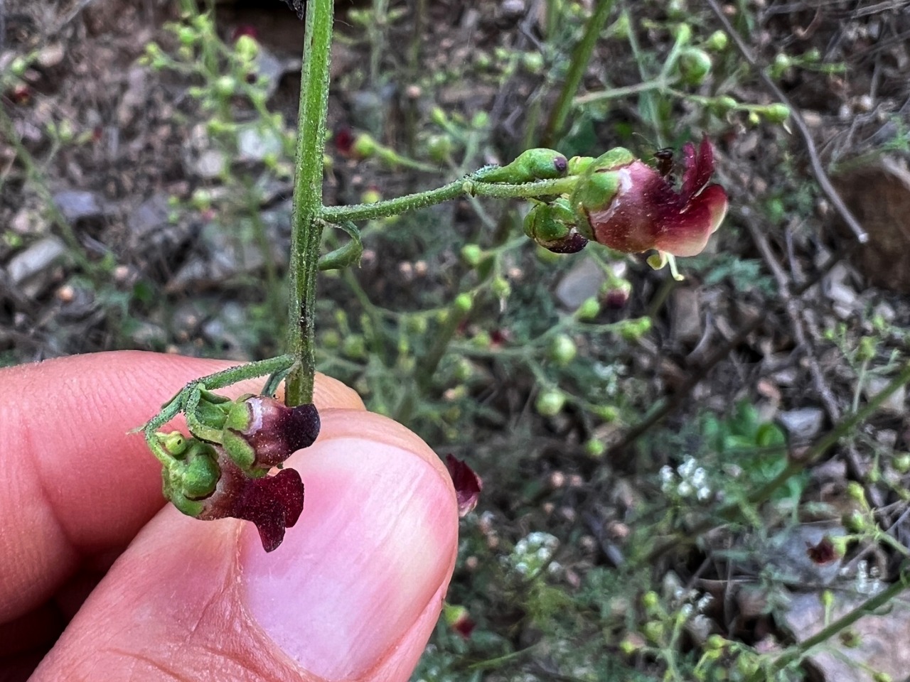 Scrophularia xanthoglossa