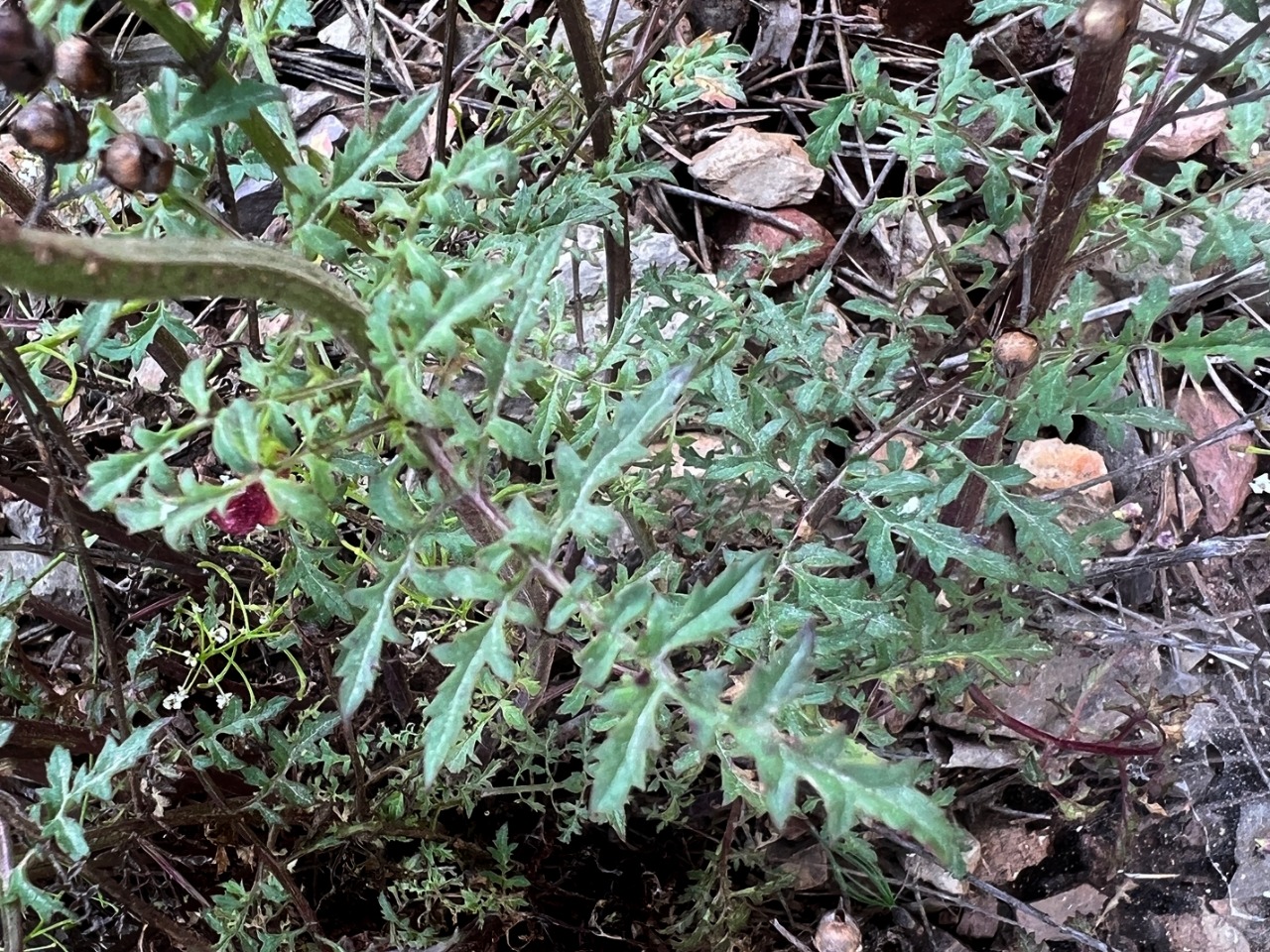 Scrophularia xanthoglossa