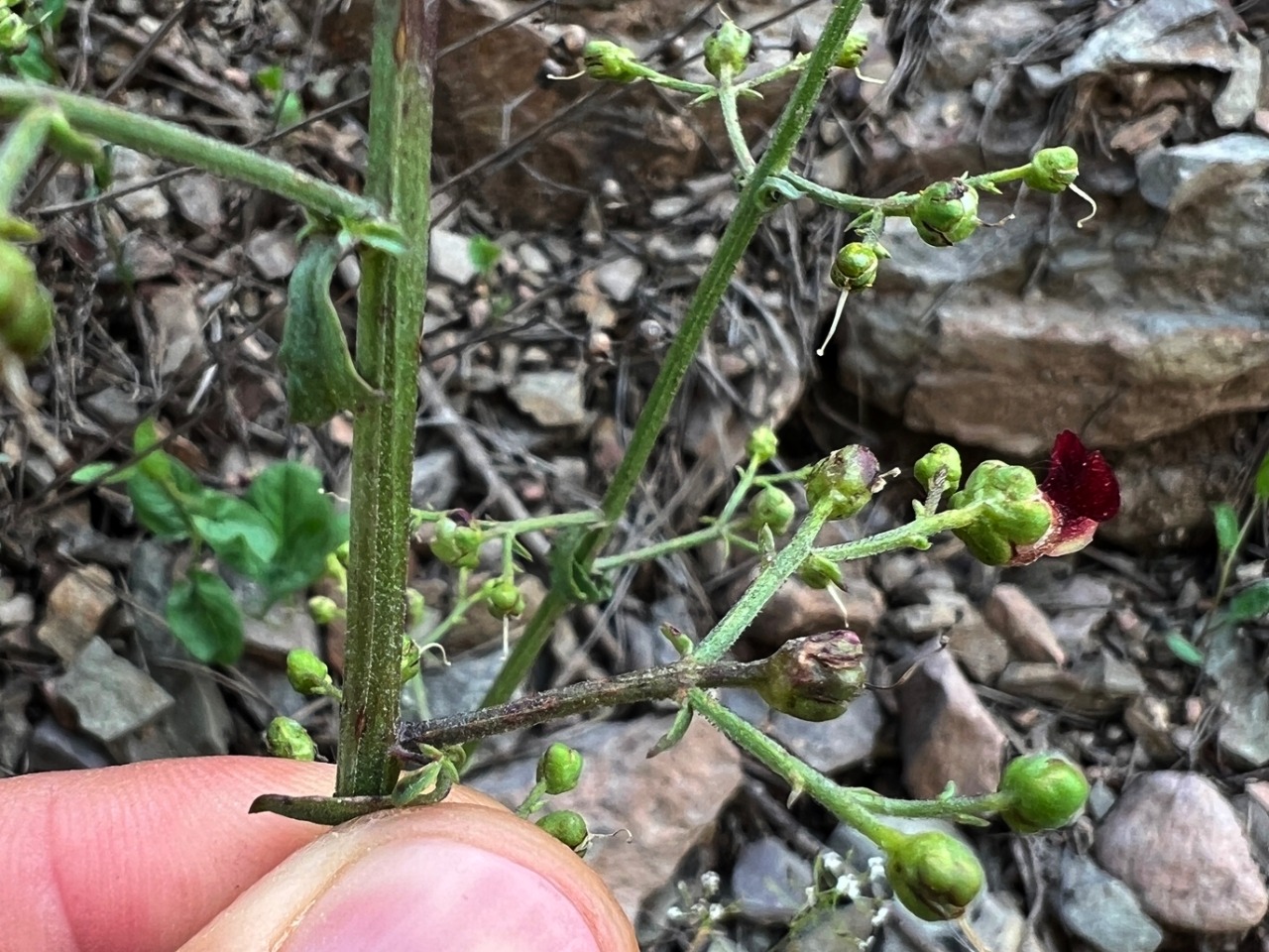 Scrophularia xanthoglossa