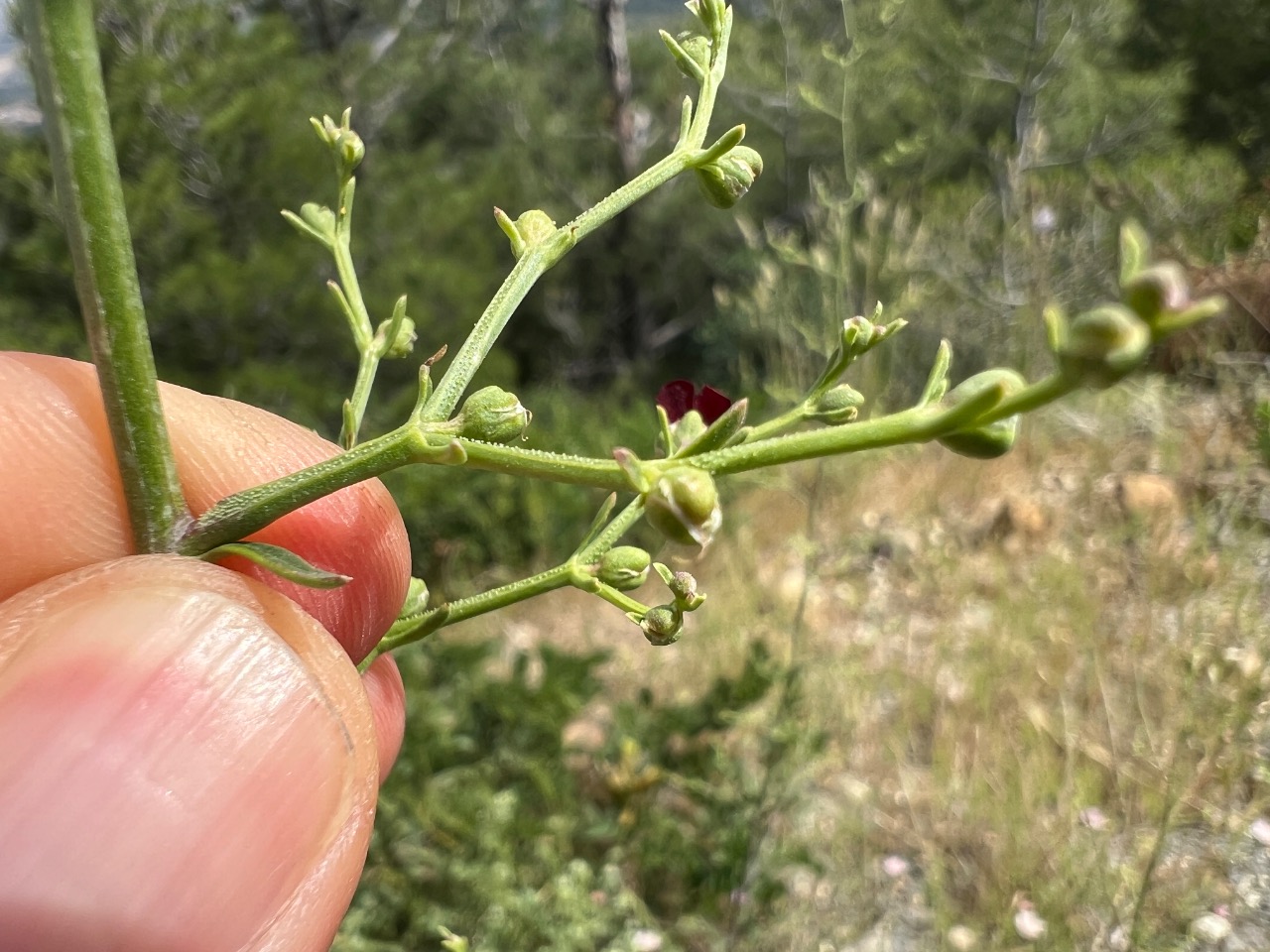 Scrophularia xanthoglossa
